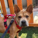 An image of Daisy. Daisy is a Terrier, American Pit Bull/Mixed Breed (Medium).