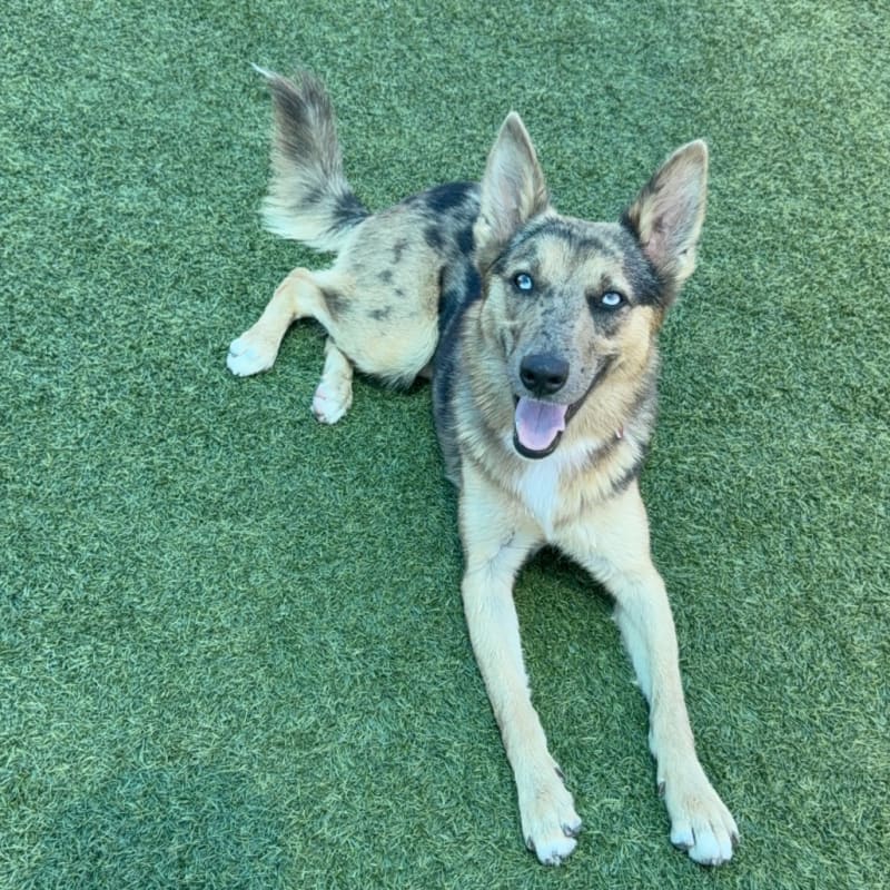 An image of Rita. Rita is a Shepherd, German/Mixed Breed (Medium).