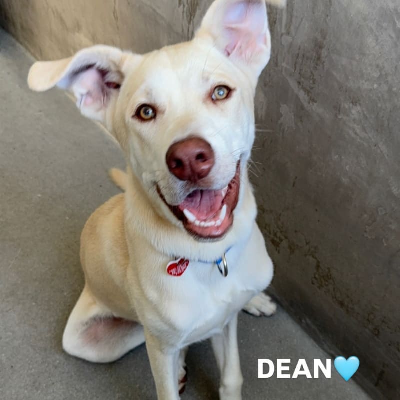 An image of Dean. Dean is a Shepherd/Mixed Breed (Medium).