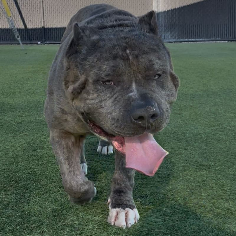 An image of Kevin. Kevin is a Terrier, Pit Bull.