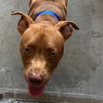 An image of Henry. Henry is a Terrier, American Pit Bull.