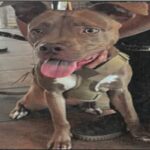 An image of Henry. Henry is a Terrier, American Pit Bull.