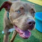 An image of Henry. Henry is a Terrier, American Pit Bull.