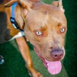 An image of Henry. Henry is a Terrier, American Pit Bull.