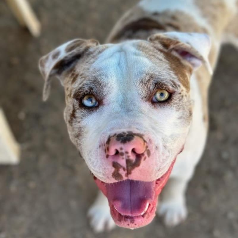 An image of Bodhi. Bodhi is a Terrier, Pit Bull/Mixed Breed (Large).