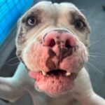 An image of Bodhi. Bodhi is a Terrier, Pit Bull/Mixed Breed (Large).
