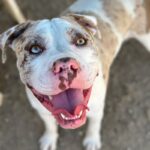 An image of Bodhi. Bodhi is a Terrier, Pit Bull/Mixed Breed (Large).