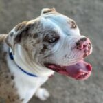 An image of Bodhi. Bodhi is a Terrier, Pit Bull/Mixed Breed (Large).
