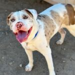 An image of Bodhi. Bodhi is a Terrier, Pit Bull/Mixed Breed (Large).