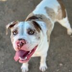 An image of Bodhi. Bodhi is a Terrier, Pit Bull/Mixed Breed (Large).