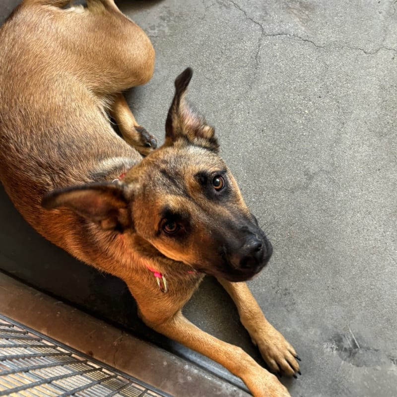 An image of Madam. Madam is a Shepherd, German/Mixed Breed (Large).