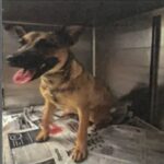 An image of Madam. Madam is a Shepherd, German/Mixed Breed (Large).