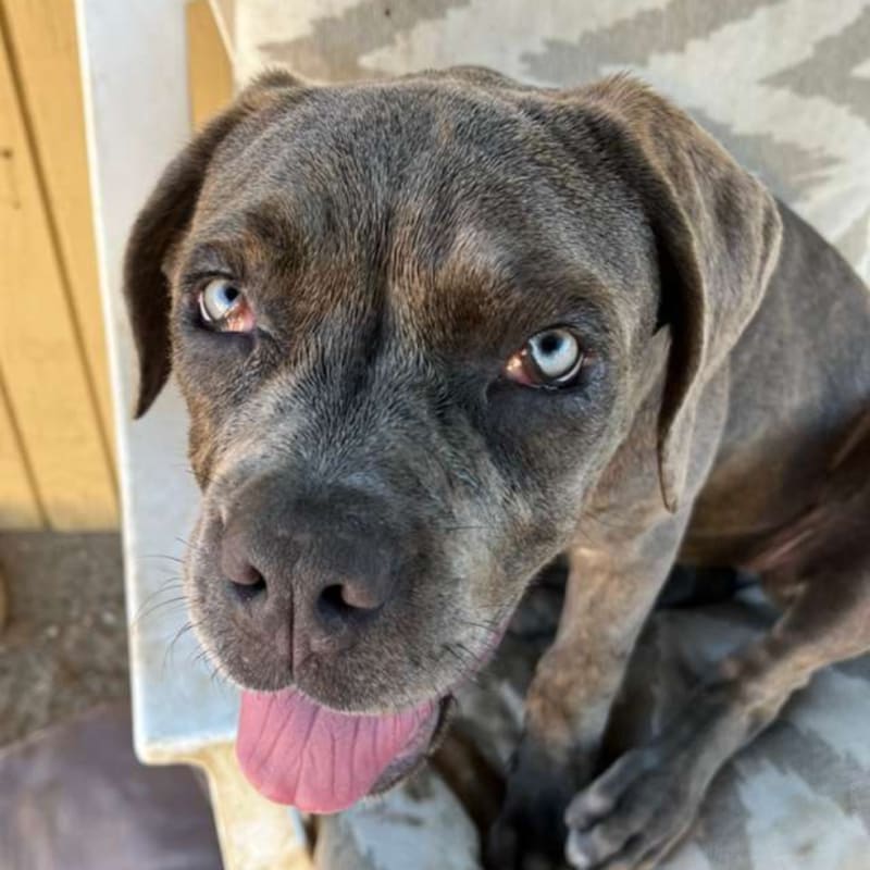 An image of Chippawa. Chippawa is a Mastiff, Cane Corso.