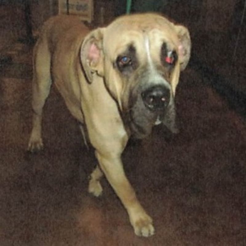 An image of Rufus. Rufus is a Mastiff.