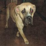An image of Rufus. Rufus is a Mastiff.