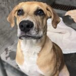 An image of Rooney. Rooney is a Ridgeback, Rhodesian.
