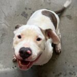 An image of Rocksteady. Rocksteady is a Terrier, Pit Bull.