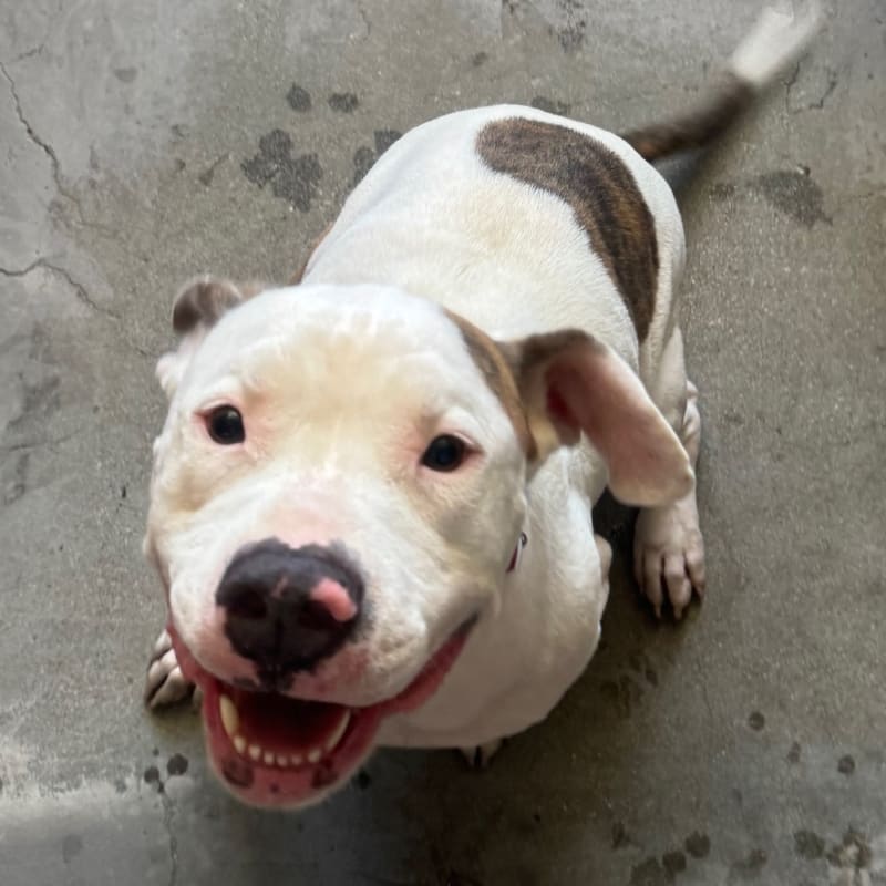 An image of Rocksteady. Rocksteady is a Terrier, Pit Bull.
