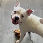 An image of Tony. Tony is a Terrier, Pit Bull.