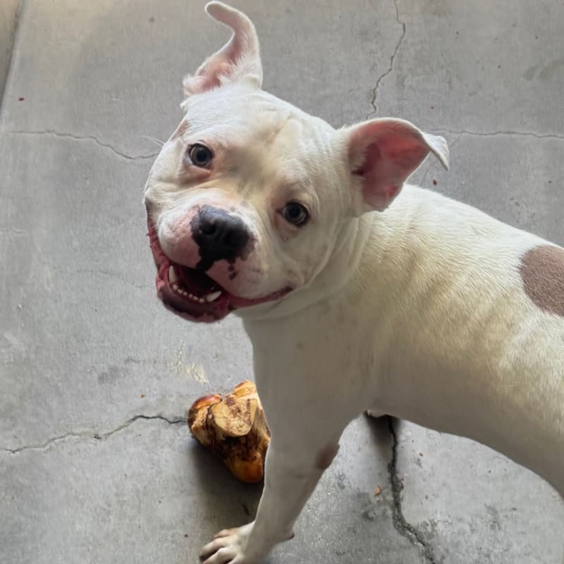 An image of Tony. Tony is a Terrier, Pit Bull.