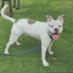 An image of Tony. Tony is a Terrier, Pit Bull.