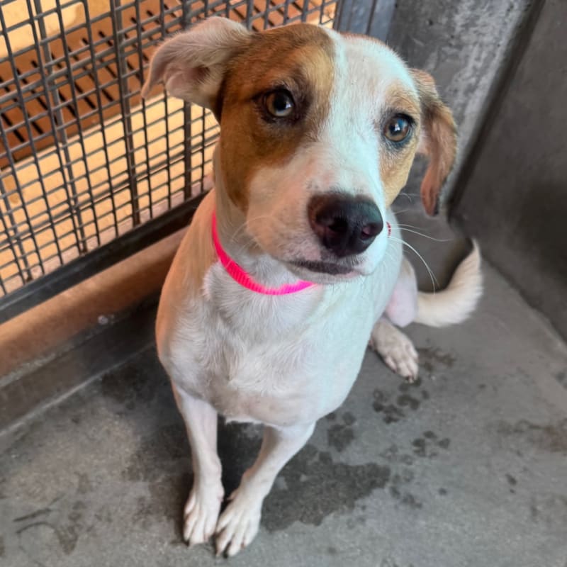 An image of Sandy. Sandy is a Retriever, Labrador/Mixed Breed (Medium).