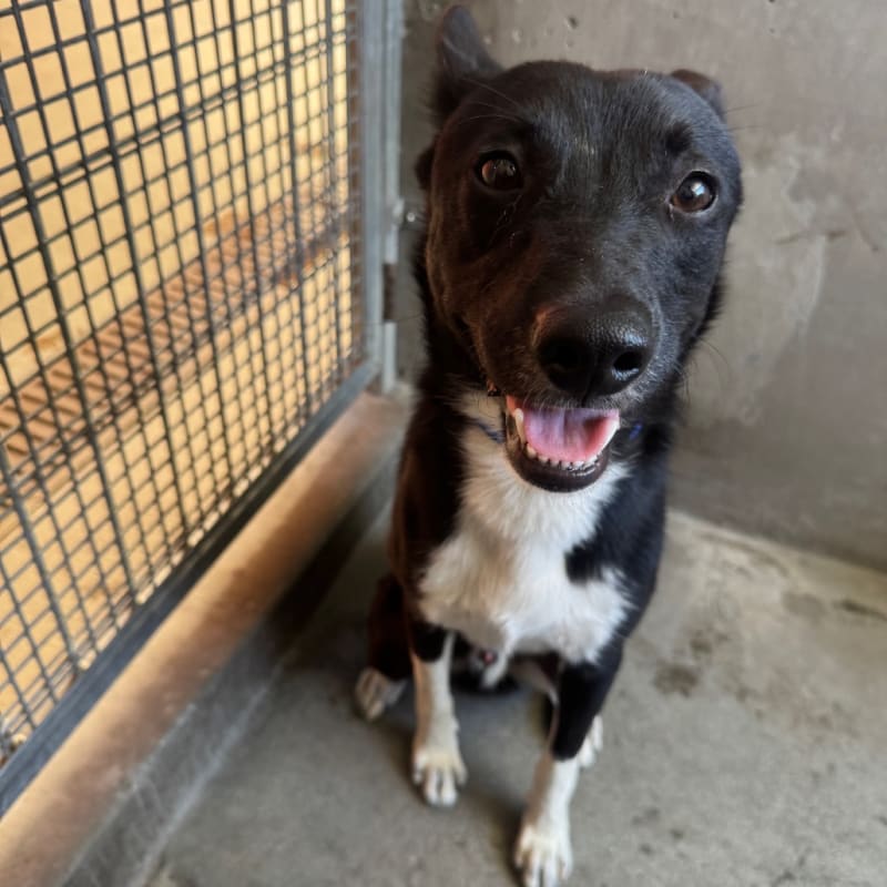 An image of Reggie. Reggie is a Collie, Border/Mixed Breed (Medium).