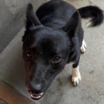 An image of Reggie. Reggie is a Collie, Border/Mixed Breed (Medium).