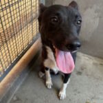 An image of Reggie. Reggie is a Collie, Border/Mixed Breed (Medium).