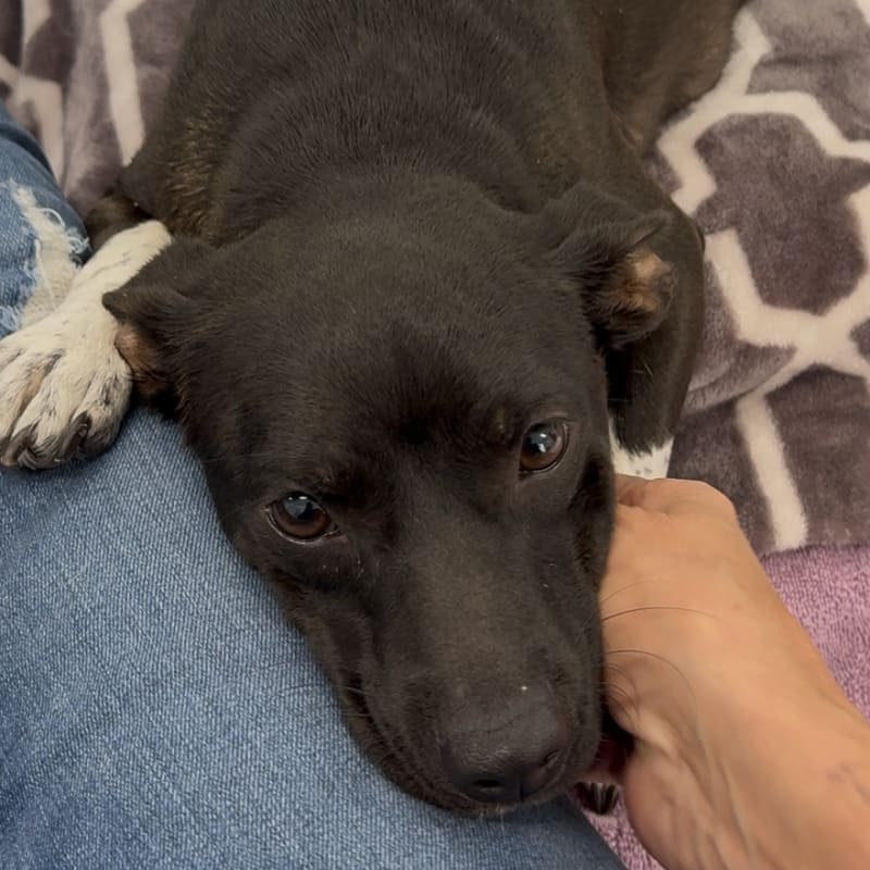 An image of Suzanna. Suzanna is a Chihuahua/Mixed Breed (Small).