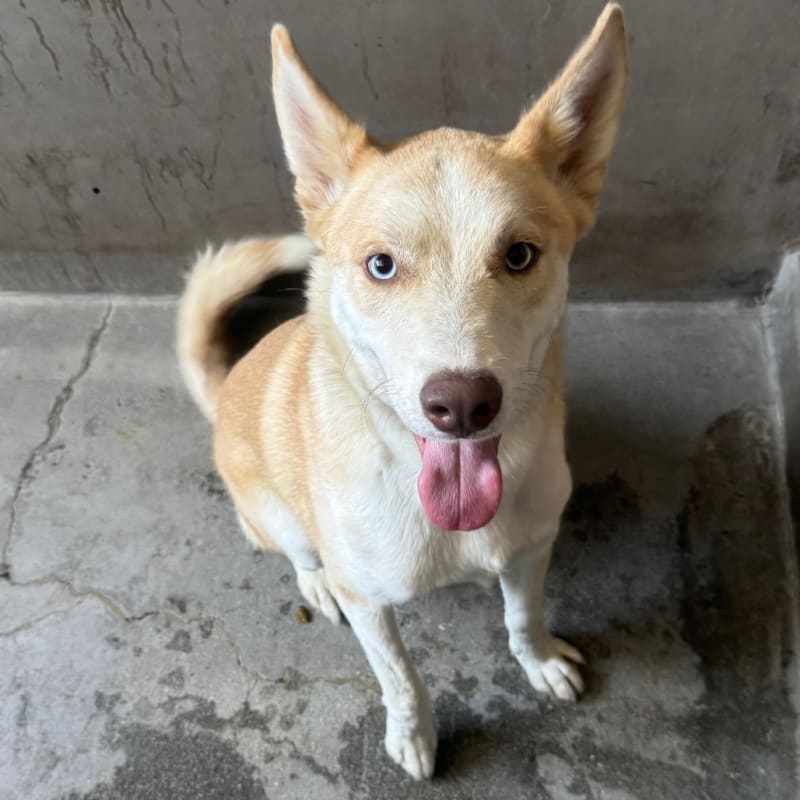 An image of Summit. Summit is a Husky, Siberian.