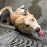 An image of Summit. Summit is a Husky, Siberian.