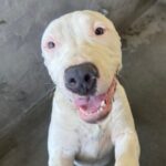An image of Santino. Santino is a Terrier, Pit Bull.