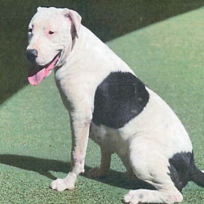 An image of Santino. Santino is a Terrier, Pit Bull.
