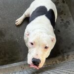 An image of Santino. Santino is a Terrier, Pit Bull.