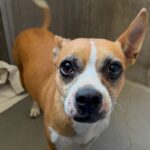 An image of Suellen. Suellen is a Chihuahua, Short Coat/Terrier, Boston.