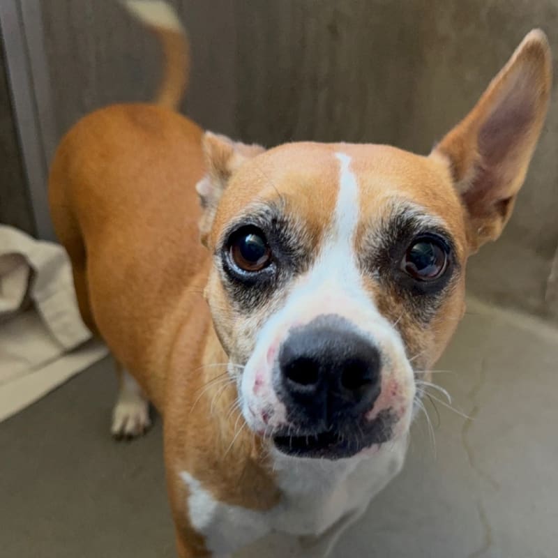 An image of Suellen. Suellen is a Chihuahua, Short Coat/Terrier, Boston.