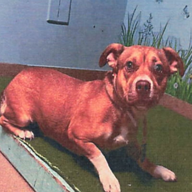 An image of Jameson. Jameson is a Terrier, Pit Bull.