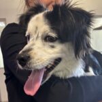 An image of Ozzy. Ozzy is a Shepherd, Australian.