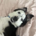 An image of Ozzy. Ozzy is a Shepherd, Australian.