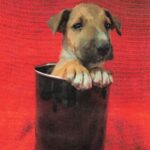 An image of Camilla. Camilla is a Terrier, Bull/Mixed Breed (Small).