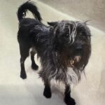 An image of Jace. Jace is a Terrier.