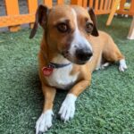 An image of Bam Bam. Bam Bam is a Dachshund, Standard Smooth Haired/Mixed Breed (Small).