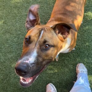 An image of Tito . Tito  is a Terrier, Pit Bull.