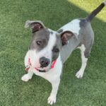 An image of Olla. Olla is a Terrier, Pit Bull.