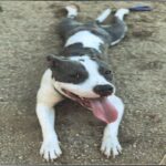 An image of Olla. Olla is a Terrier, Pit Bull.
