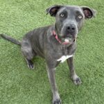 An image of Laurie. Laurie is a Mastiff, Cane Corso.