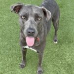 An image of Laurie. Laurie is a Mastiff, Cane Corso.