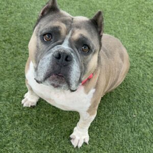 An image of Gossip. Gossip is a Terrier, Pit Bull.