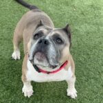 An image of Gossip. Gossip is a Terrier, Pit Bull.
